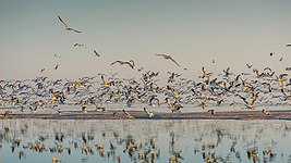 Salton Sea