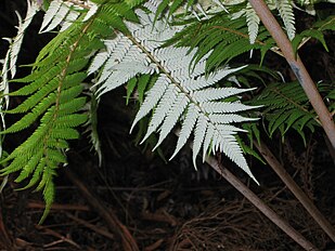 Underside of leaves