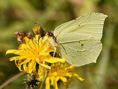 Gonepteryx rhamni (Common Brimstone)