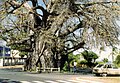 Adansonia madagascariensis