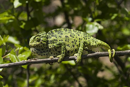 Chamaeleo chamaeleon (Common Chameleon)