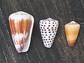 Conus (coquillage)