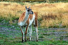 Guanaco checking his watchlist