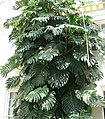 Fensterblatt (Monstera)