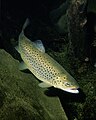 Forelle (Salmo trutta)