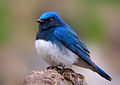 Photo couleur montrant, en gros plan sur une pierre, un oiseau bleu (ailes et tête) et blanc de la taille d'un moineau (arrière-plan flou).