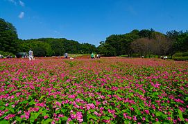 秋の花修景