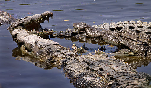 Crocodylus acutus (American Crocodile)