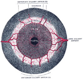 Iris, vooraanzicht (musculus dilatator pupillae wel zichtbaar net rondom de pupil, geen label)