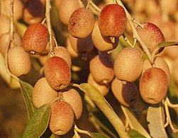 سنجد، نماد عشق و علاقه به زیبایی است.