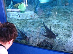 Zebra bullhead sharks (Heterodontus zebra).