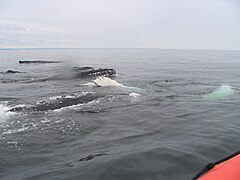 Humpback whales, females and cubs, North Anticosti Island