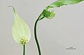 * Nomination Spathiphyllum (Spathiphyllum x cultivar) growing in a living-room, France. --JLPC 21:06, 16 March 2013 (UTC) * Promotion Looks OK to me. --Tuxyso 21:18, 16 March 2013 (UTC)