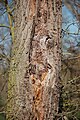 Bark of Pyrus pyraster