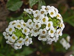 Lobularia nadmorska