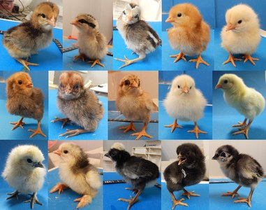 Des poussins de différentes races et de plumages variés.