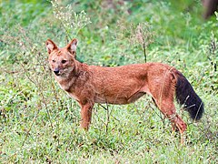 Description de l'image Dhole Standing Mudumalai Sep22 A7C 02779.jpg.