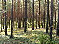 Glūkas forest