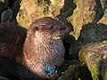 Südamerikanischer Fischotter (Lontra longicaudis)