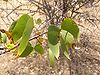 Mopane