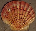 Pecten jacobaeus