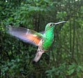 Streifenschwanzkolibri (Eupherusa eximia) im Schwirrflug