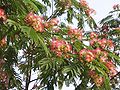 Schirmakazien (Albizia sp.)