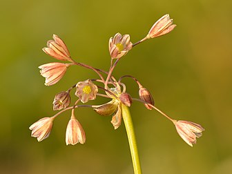 Ombelle d'ail des jardins. (définition réelle 4 800 × 3 600)