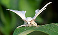 * Nomination Bombyx mori Butterfly. Zivya 09:13, 7 June 2012 (UTC) * Decline Disturbing noise in the background and too low DoF IMO Poco a poco 09:50, 7 June 2012 (UTC) Looks more like ISO3200 than ISO400. Awful noise, no way this can be QI. Mattbuck 13:12, 10 June 2012 (UTC)