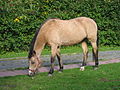 Erdfarbenes/Buckskin (Brauner mit Cremegen)