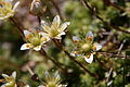 * Nomination Saxifraga bryoides in the Swiss Alps. --Dschwen 21:47, 2 August 2007 (UTC) * Promotion Good technical condition and resulation.--Beyond silence 00:29, 3 August 2007 (UTC)