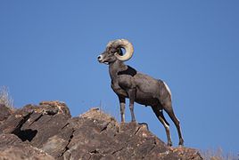 Mouflon canadien