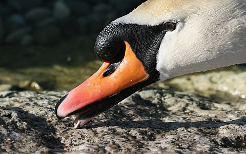 Sessiz kuğu (Cygnus olor) (Üreten: Richard Bartz)