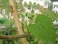 Leaf and catkins