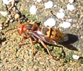 Picture of a hornet, shot in Chouvigny, France.