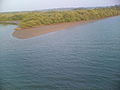 Mangrove forest on Valapattanam river