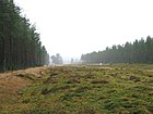 El cursus Cleaven Dyke discurre entre los bosques del norte de Meikleour.