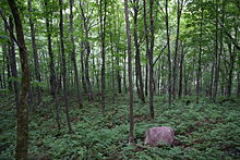 Yellow birch forest understorey