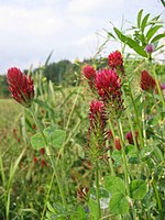 Trifolium incarnatum.