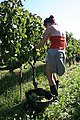 26 septembre 2010 Par Bacchus et saint Vincent, les vendanges battent leur plein Les grappes sont belles, les vendangeuses aussi