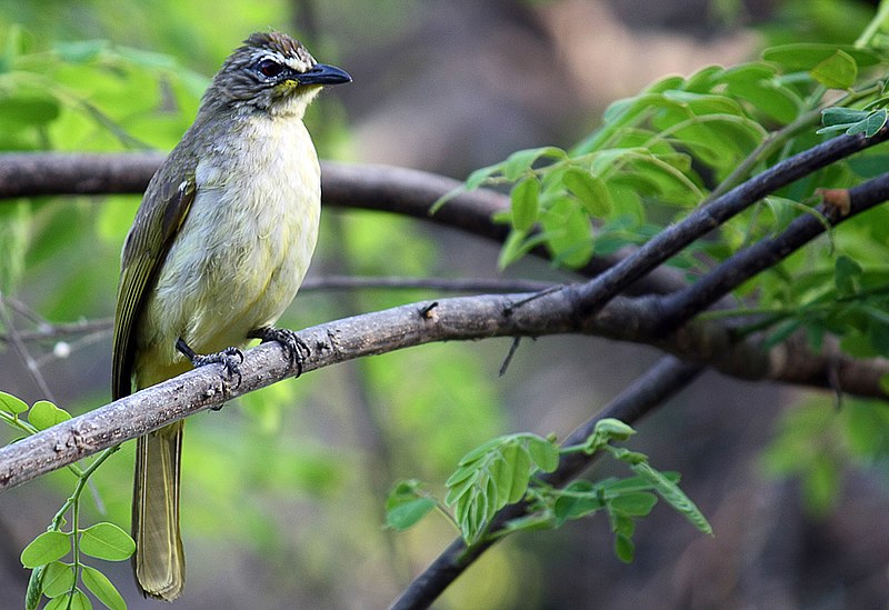 File:White-browed Bulbul ( Pycnonotus luteolus).JPG