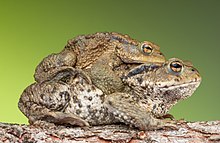 Amplexus