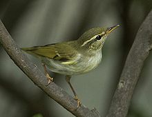 Luì boreale(Phylloscopus borealis)