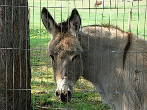 ロバの顔を正面から