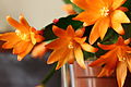 * Nomination Lidcactus (Schlumbergera) --Famberhorst 07:21, 19 March 2013 (UTC) * Decline Total unsharp and blur. You needed a tripod for 1/2 sec exp. -- George Chernilevsky 07:26, 19 March 2013 (UTC) Comment Thanks for your advice. The photo was taken with a tripod. With macro I can only focus on a flower.--Famberhorst 17:41, 19 March 2013 (UTC)