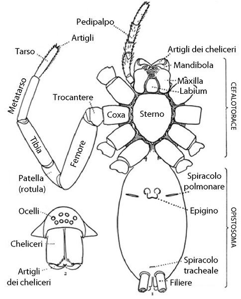 File:Spider external anatomy (it).png