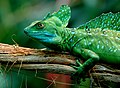 Stirnlappenbasilisk (Basiliscus plumifrons)