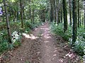 Chemin forestier en direction de Mongarigou en venant de Ty Nadan.