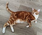 Orange tabby displaying typical tabby striping, with white underbelly and paws