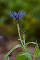 Centaurea triumfettii